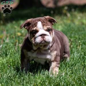 Marina Mocha, English Bulldog Puppy